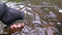 Trout stream in Michigan upper peninsual