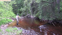 Trout stream in Michigan upper peninsual