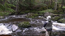 Trout stream in Michigan upper peninsual