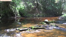 Trout stream in Michigan upper peninsual