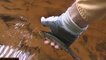 Trout stream in Michigan upper peninsual