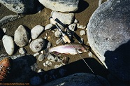 15 inch rainbow trout from Yellowstone River