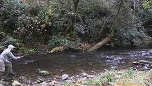 Tenkara Fly Fishing Cataloochee, Rough & Palmer Creeks, Smoky Mountains