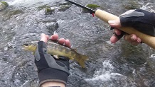 Fishing Oconaluftee River, Smokey Mountains