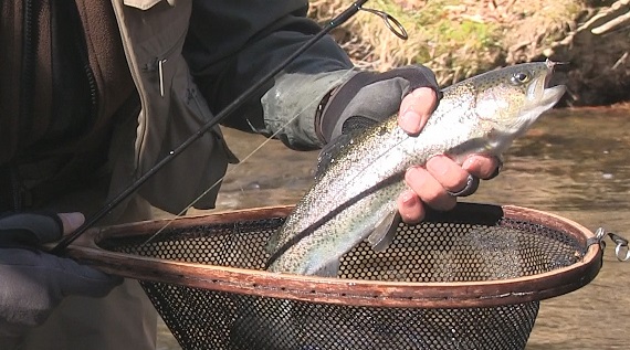 Fishing Socco Creek, Cherokee Qualla Reservation