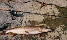 12 pound pike Missinaibi River