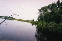 Fighting a sturgeon