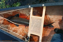 Ogoki sturgeon