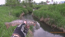 Coes Valley Creek, a Wisconsin trout stream in Monroe County.