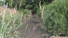 Richland Creek, a Wisconsin trout stream in Crawford County.