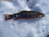 Trout stream in Southwest Wisconsin.