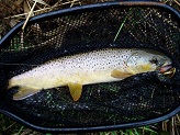 Trout stream in Southwest Wisconsin.