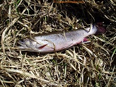Trout stream in Southwest Wisconsin.