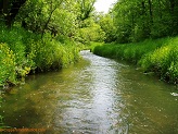 Trout stream in Southwest Wisconsin.