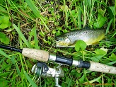 Trout stream in Southwest Wisconsin.