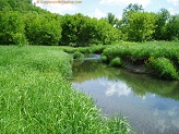 Trout stream in Southwest Wisconsin.