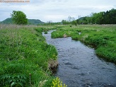 Trout stream in Southwest Wisconsin.