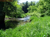 Trout stream in Southwest Wisconsin.