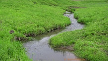 Trout stream in Southwest Wisconsin.