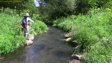 Trout stream in Southwest Wisconsin.