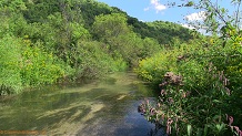 Trout stream in Southwest Wisconsin.