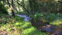 Trout stream in Southwest Wisconsin.