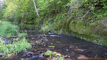 Trout stream in Southwest Wisconsin.