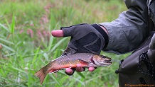 Trout stream in Southwest Wisconsin.