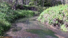 Trout stream in Southwest Wisconsin.