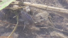 Trout stream in Southwest Wisconsin.