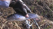 Trout stream in Southwest Wisconsin.