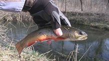 Trout stream in Southwest Wisconsin.