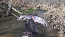 Trout stream in Southwest Wisconsin.