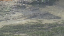 Trout stream in Southwest Wisconsin.