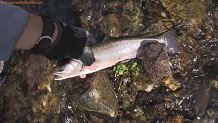 Trout stream in Southwest Wisconsin.