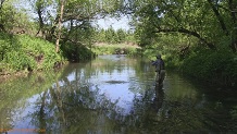 Trout stream in Southwest Wisconsin.