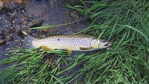 Trout stream in Southwest Wisconsin.