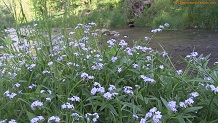 Trout stream in Southwest Wisconsin.