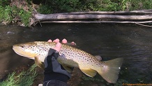 Trout stream in Southwest Wisconsin.