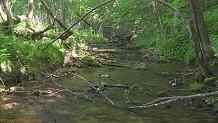 Trout stream in Southwest Wisconsin.