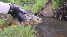 Trout stream in Southwest Wisconsin.
