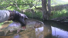 Trout stream in Southwest Wisconsin.