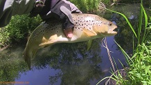 Trout stream in Southwest Wisconsin.