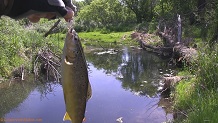 Trout stream in Southwest Wisconsin.