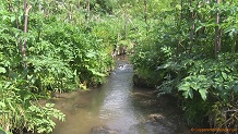 Trout stream in Southwest Wisconsin.