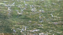 Trout stream in Southwest Wisconsin.