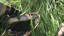 Trout stream in Southwest Wisconsin.