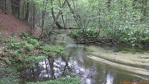 Trout stream in Southwest Wisconsin.