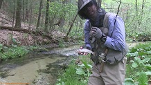 Trout stream in Southwest Wisconsin.
