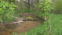 Trout stream in Southwest Wisconsin.